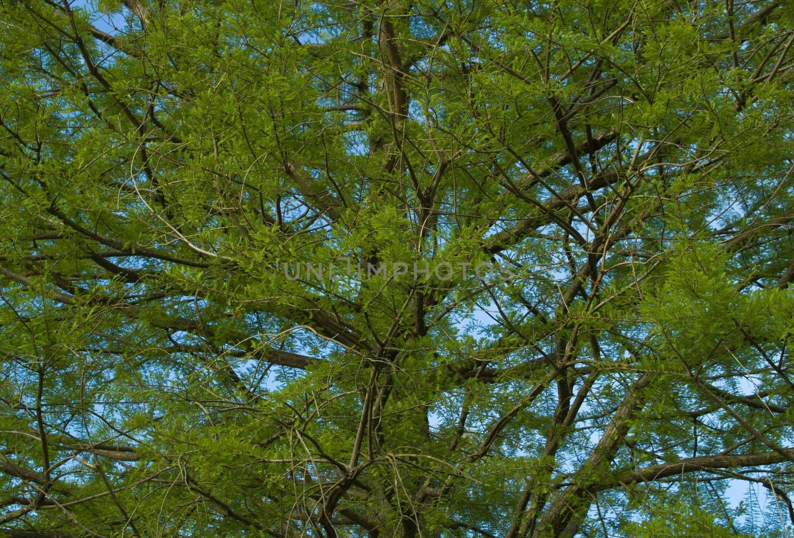 The green foliage and branchs of a tree with blue sky in the background