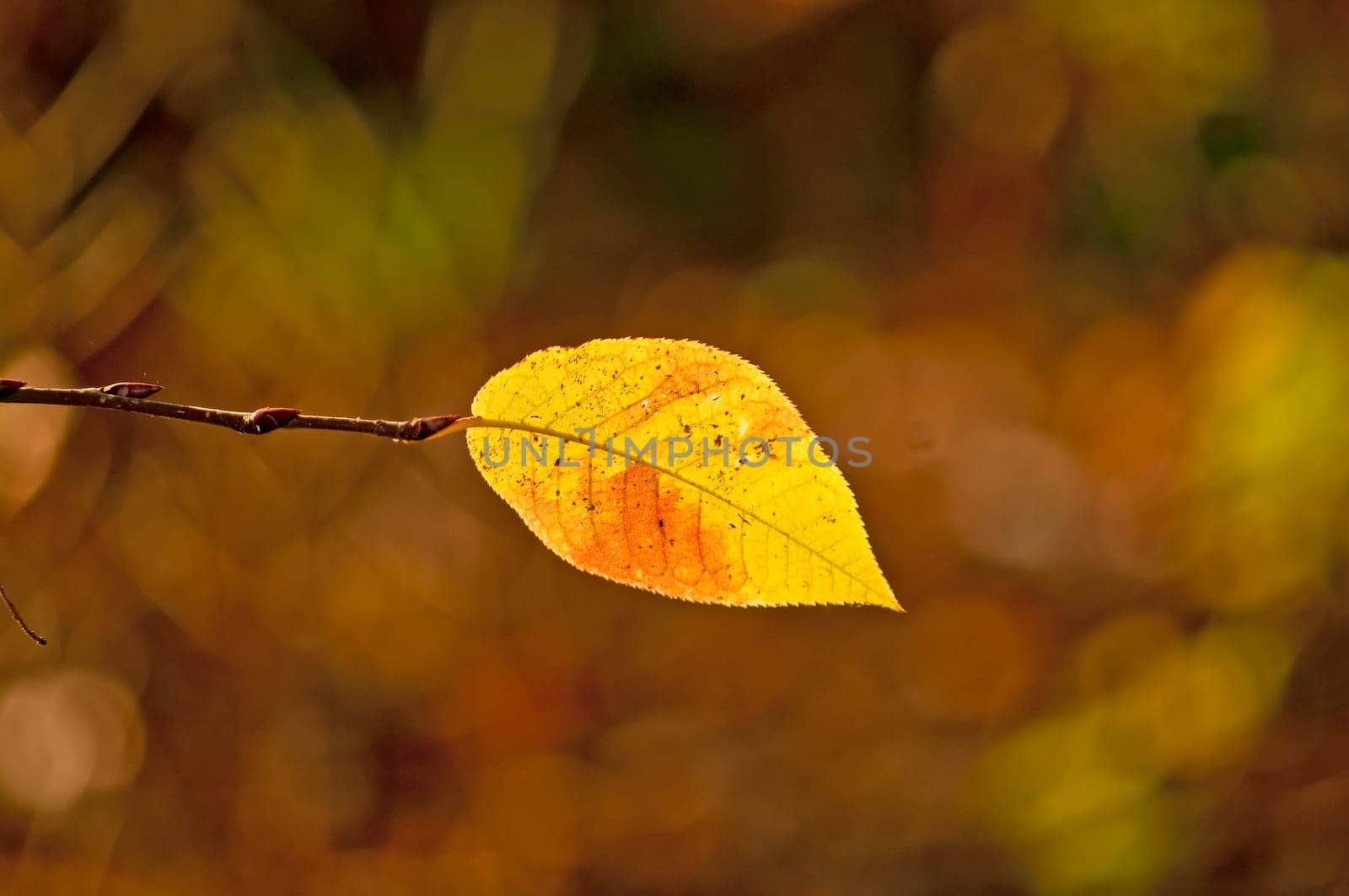 Autumnal discolored leaf in backlight
