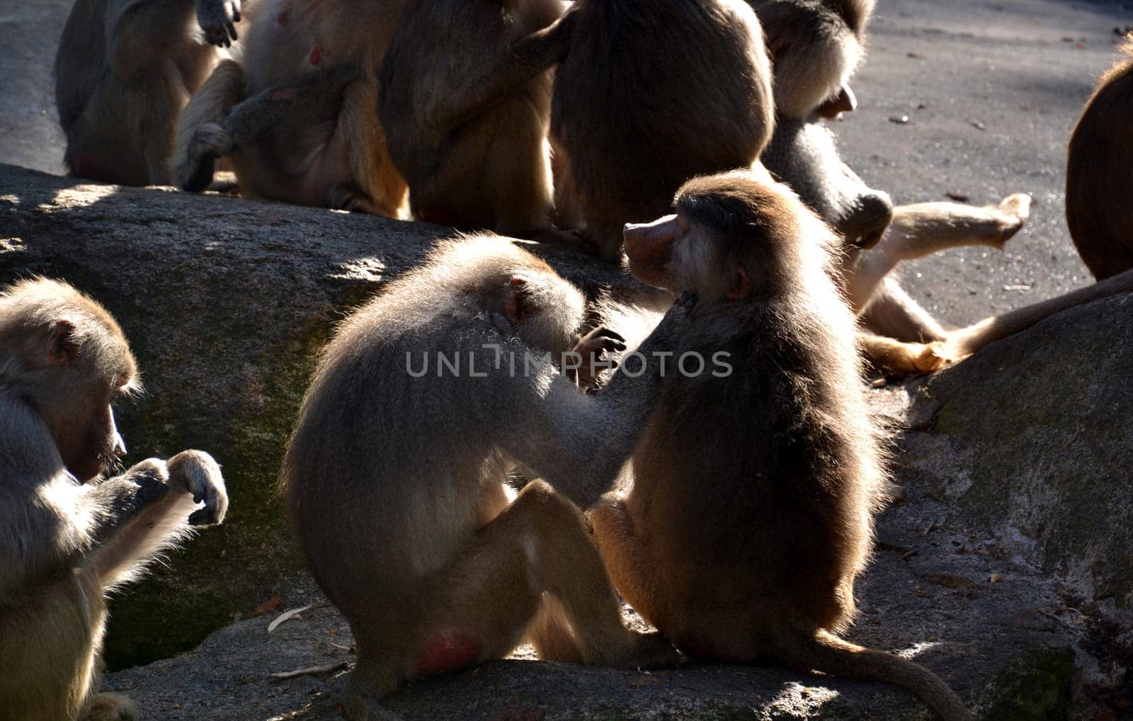 Baboons