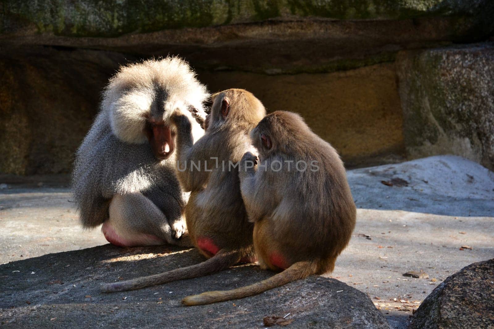 Baboons