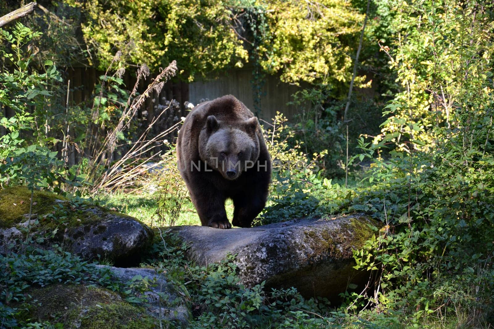Bear