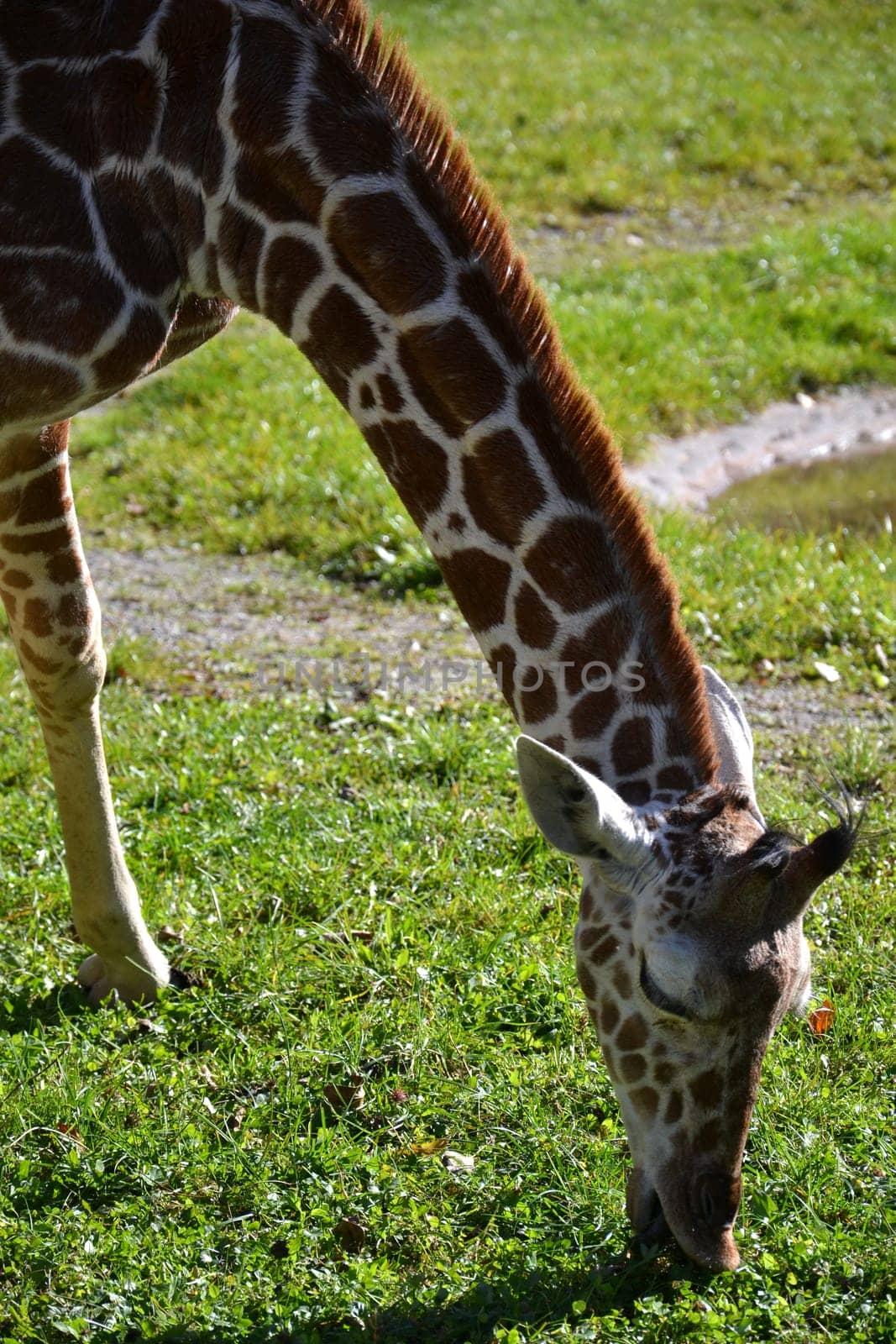 Giraffe
