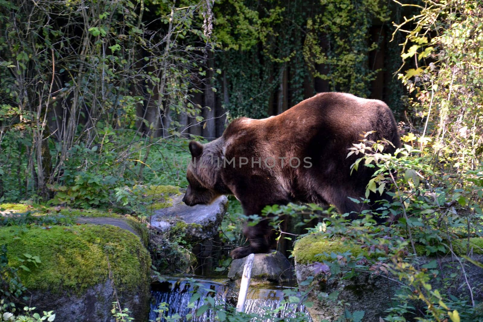 Bear