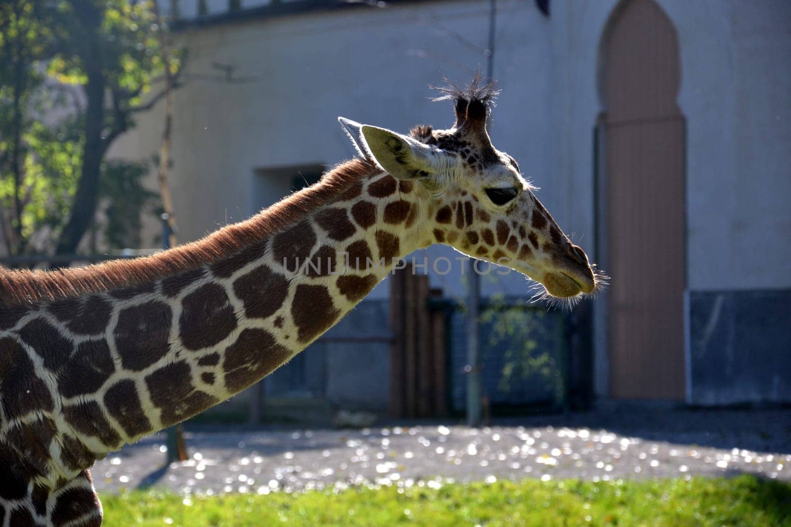 Giraffe