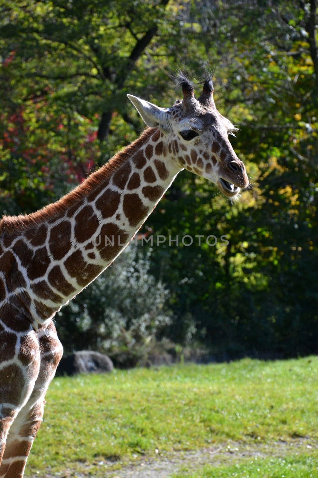 Giraffe