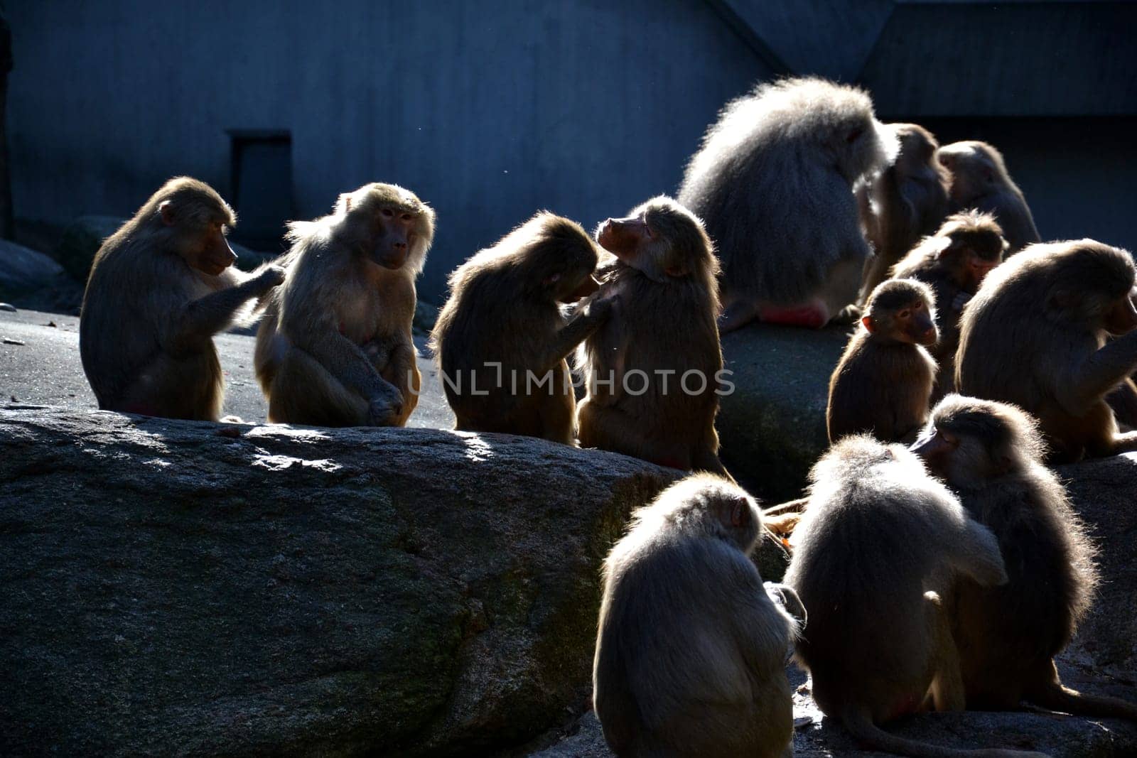 Baboons