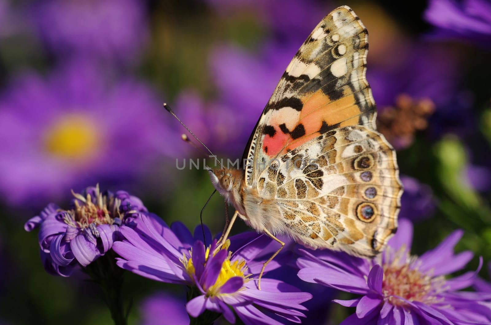 Goldfinch butterfly on autumn aster
