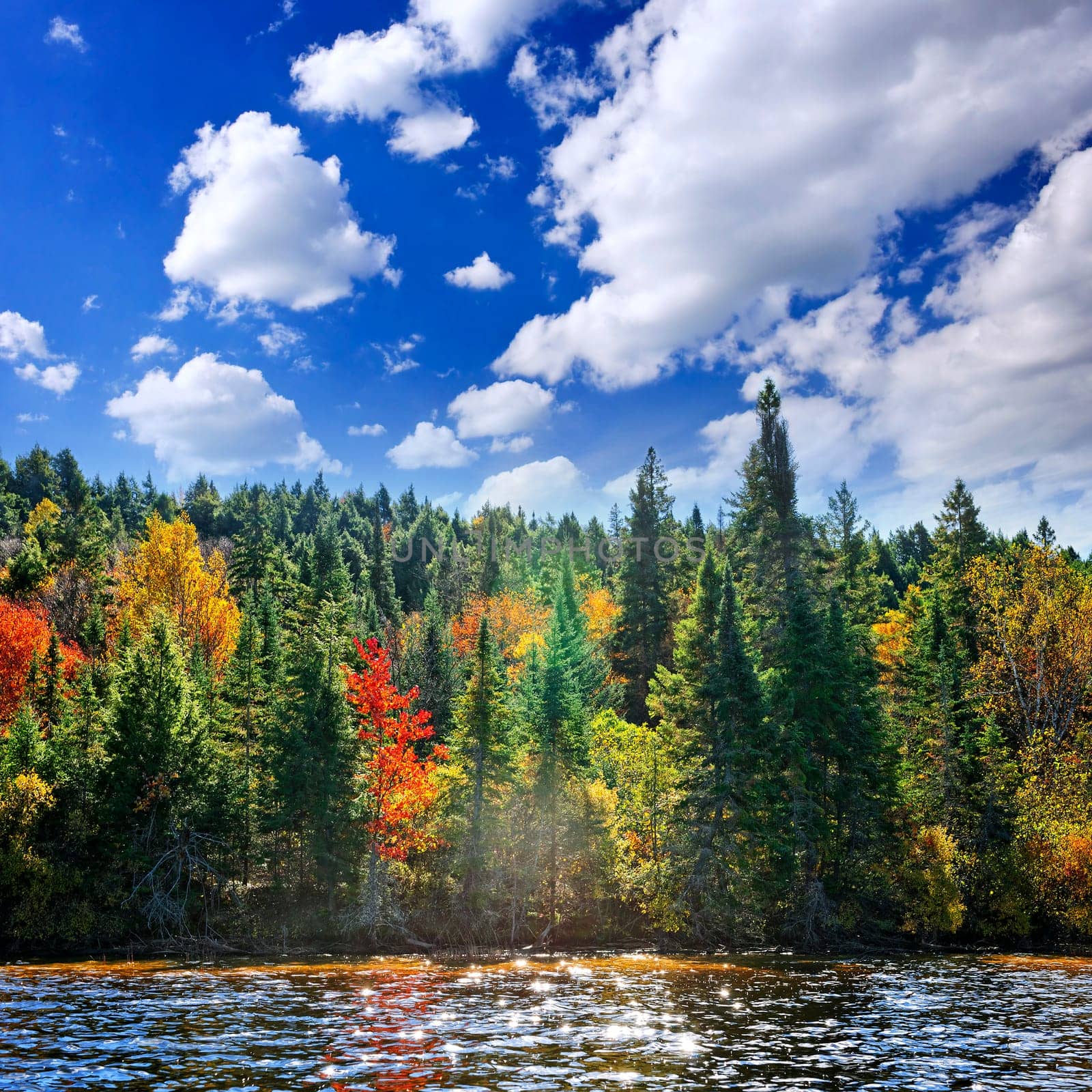 Forest of colorful autumn trees on sparkling lake