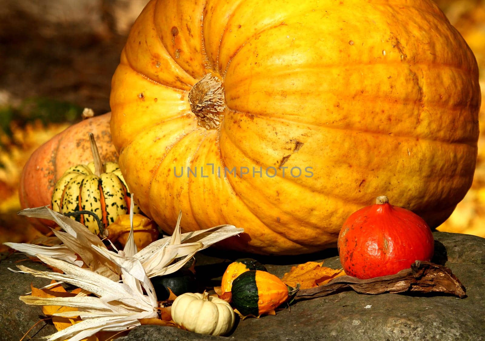 Autumn Fruits II