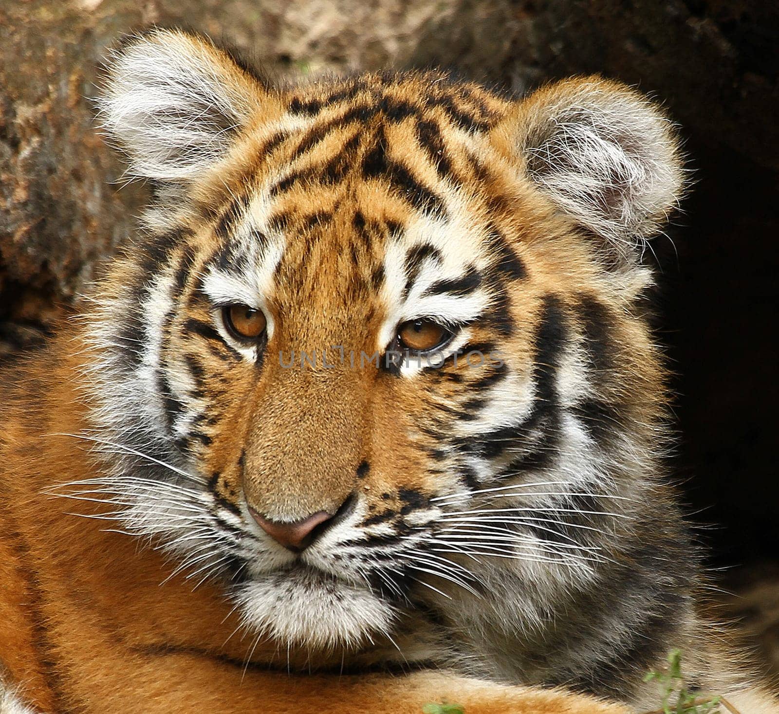TigerPortrait