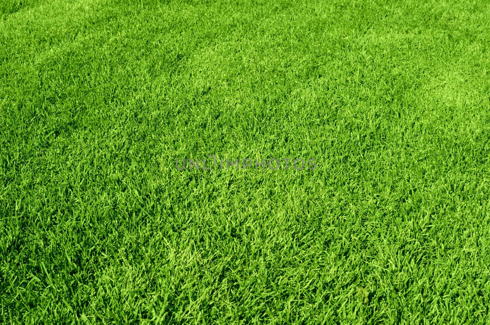 Photo of the beautiful green grass texture