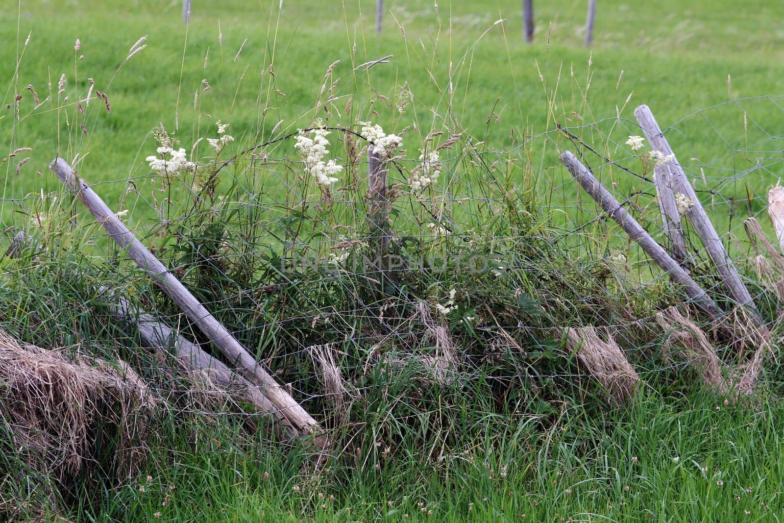 Broken cattle fence
