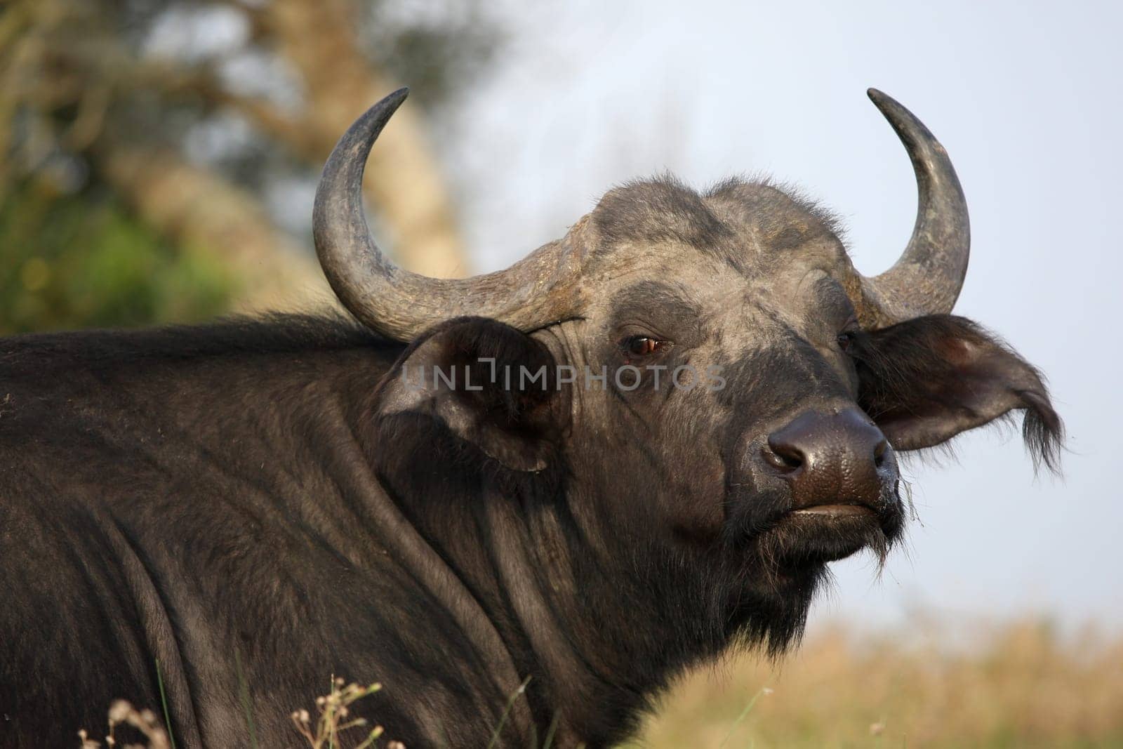 African buffalo with large horns and angry look on it&#039 s face