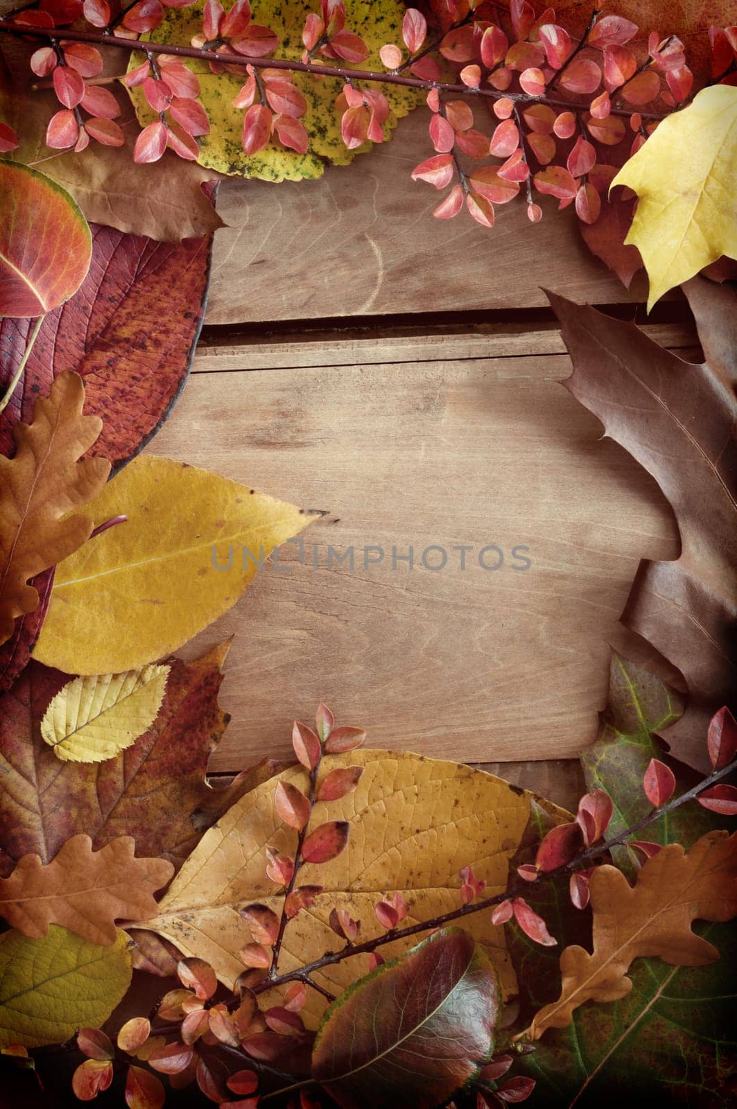 Autumn Background - Color Autumn Leafs on Wooden Background