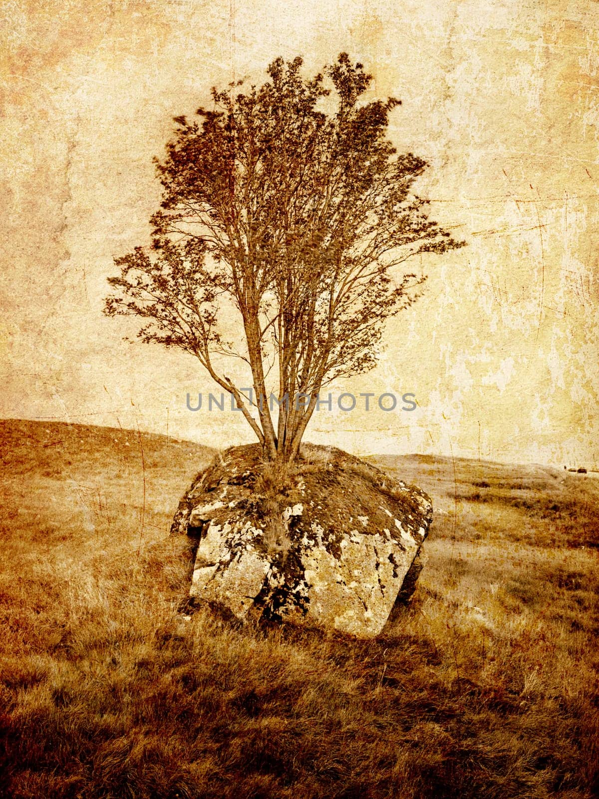 Grunge tree