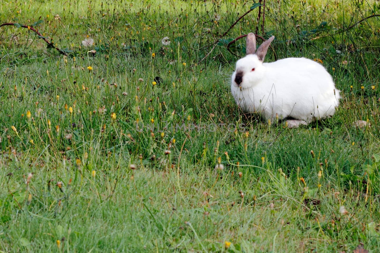 Wild white rabbit outdoors in the morning in a favorite grazing grassland looking at viewer.
