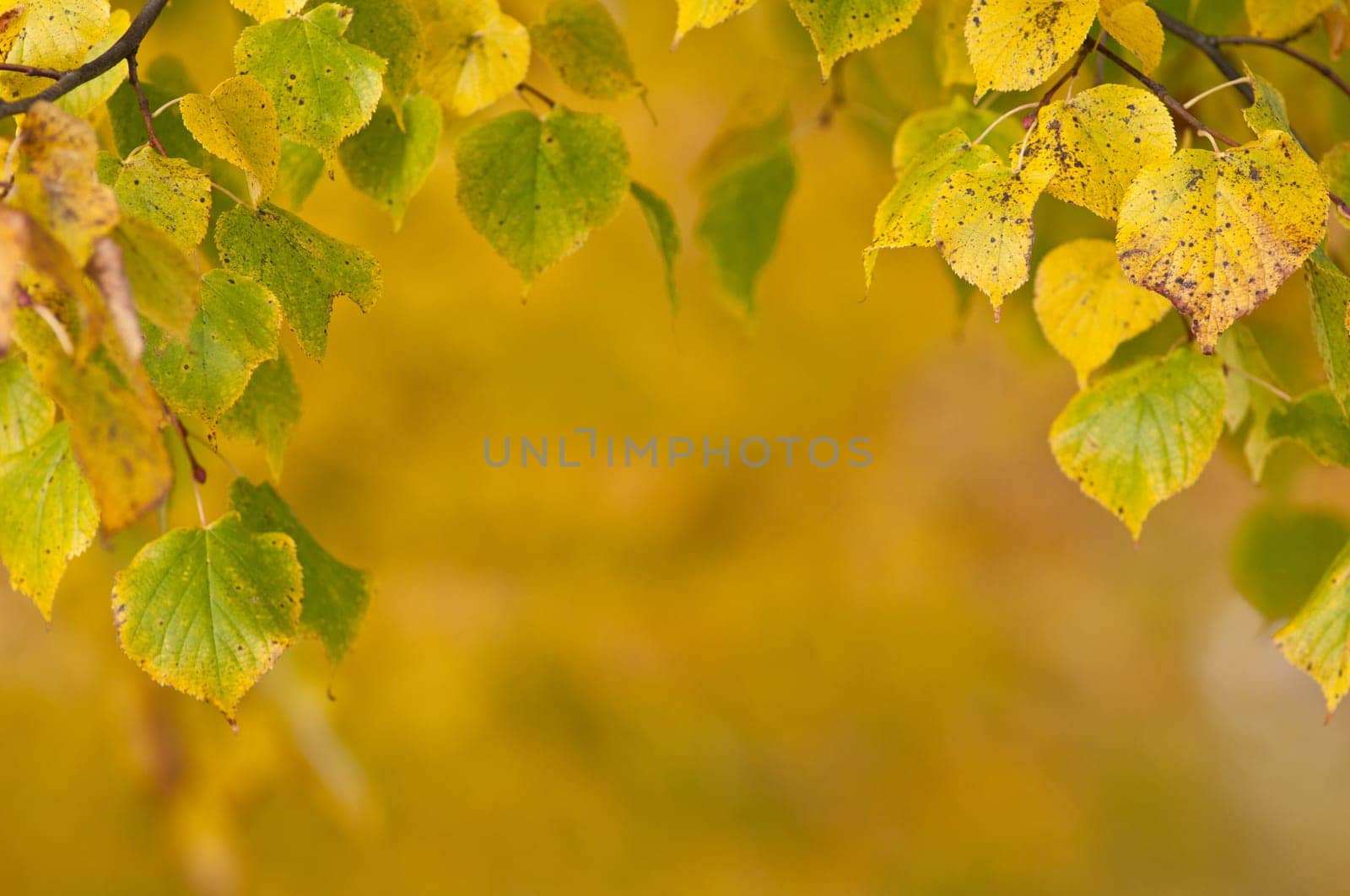 Leaves of the lime tree in autumn