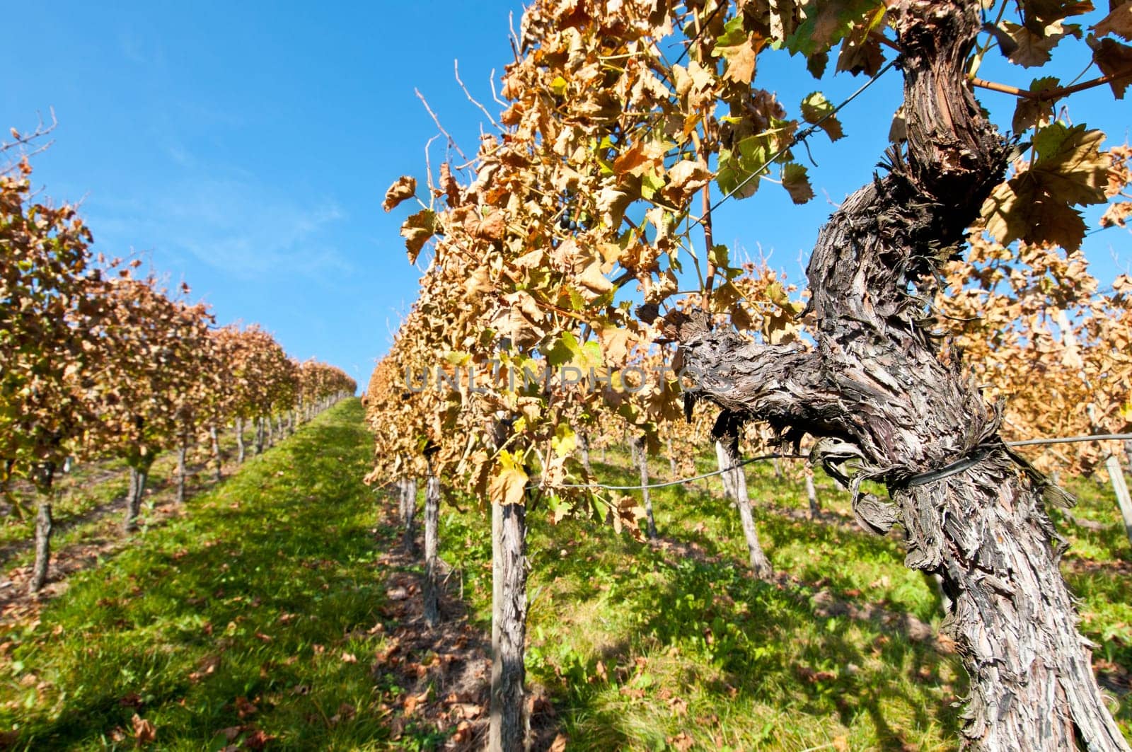 Old vine in a vineyard in Germany