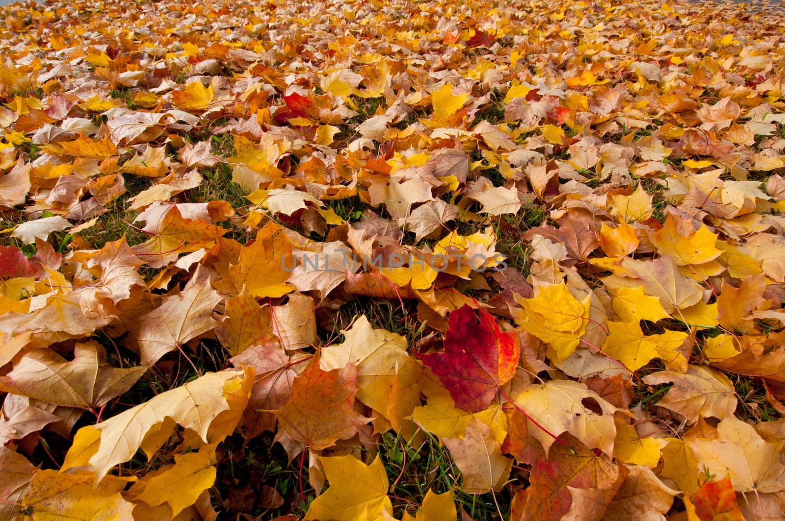 Red and yellow autumn leaves in a meadow