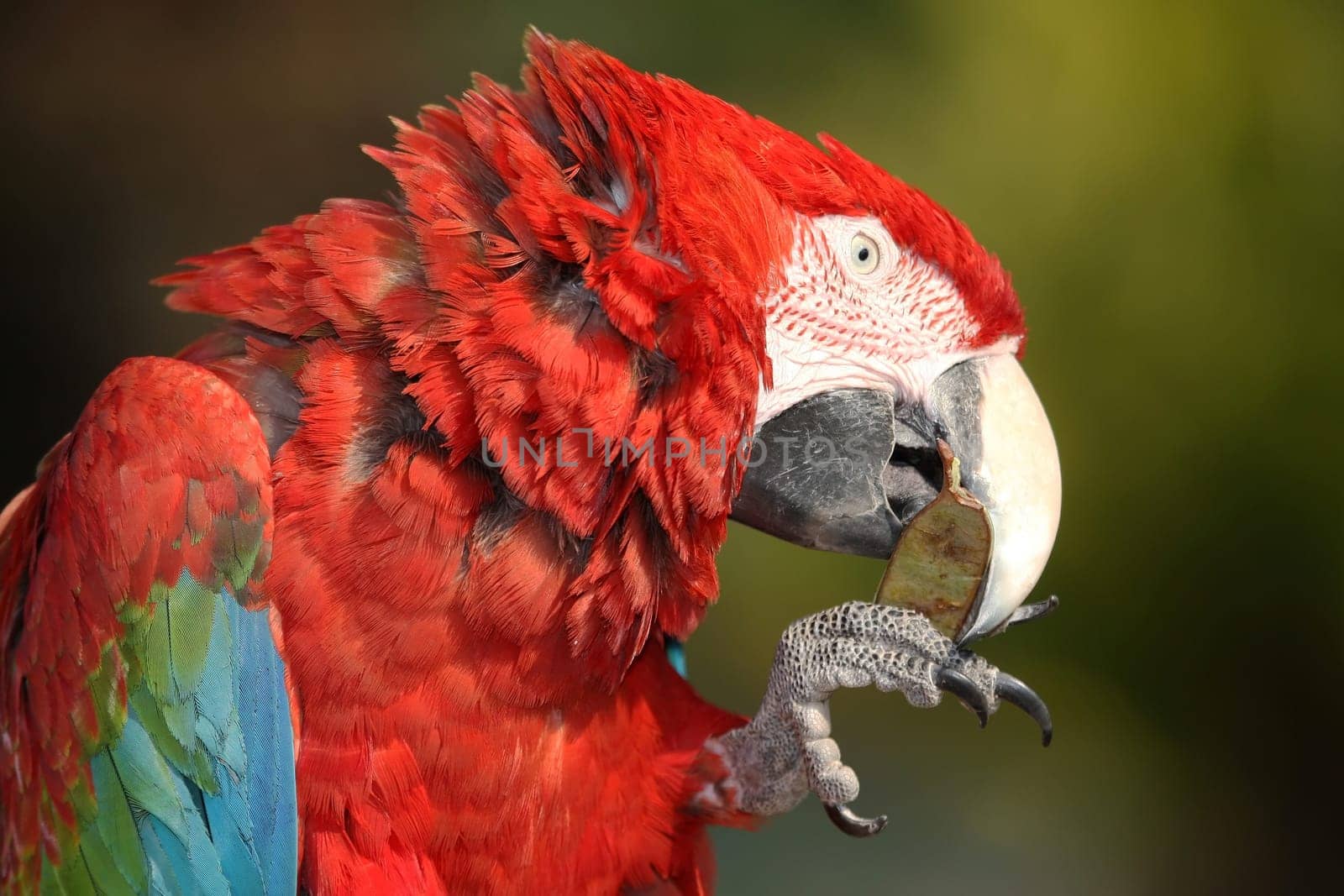 Scarlet macaw bird eating a seed pod held in it&#039 s claws