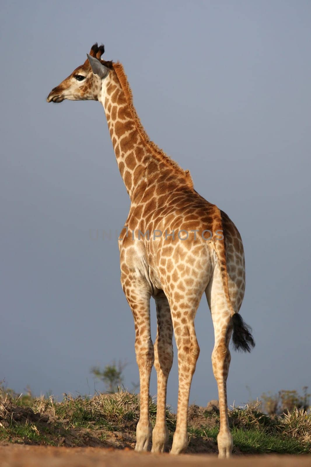 Tall giraffe standing with his back to the camera