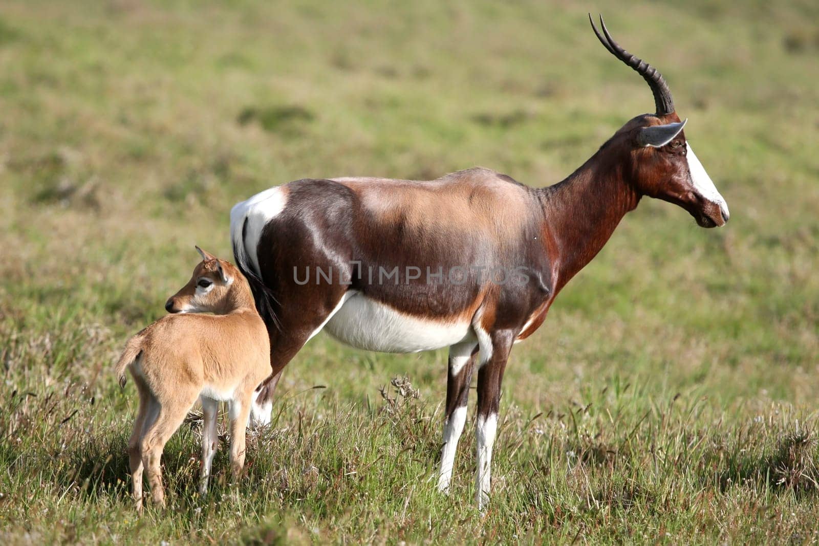 Blesbok or Bontebok antelope with it&#039 s young calf at it&#039 s side