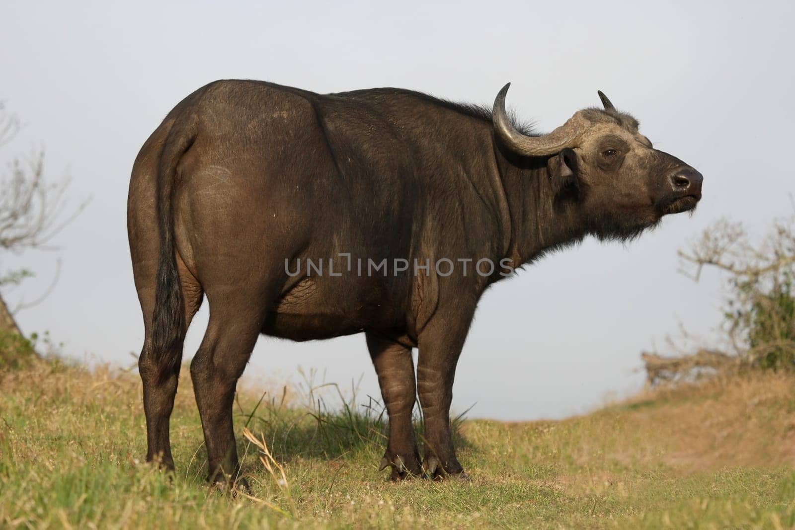 African buffalo on the alert and sniffing the air for danger