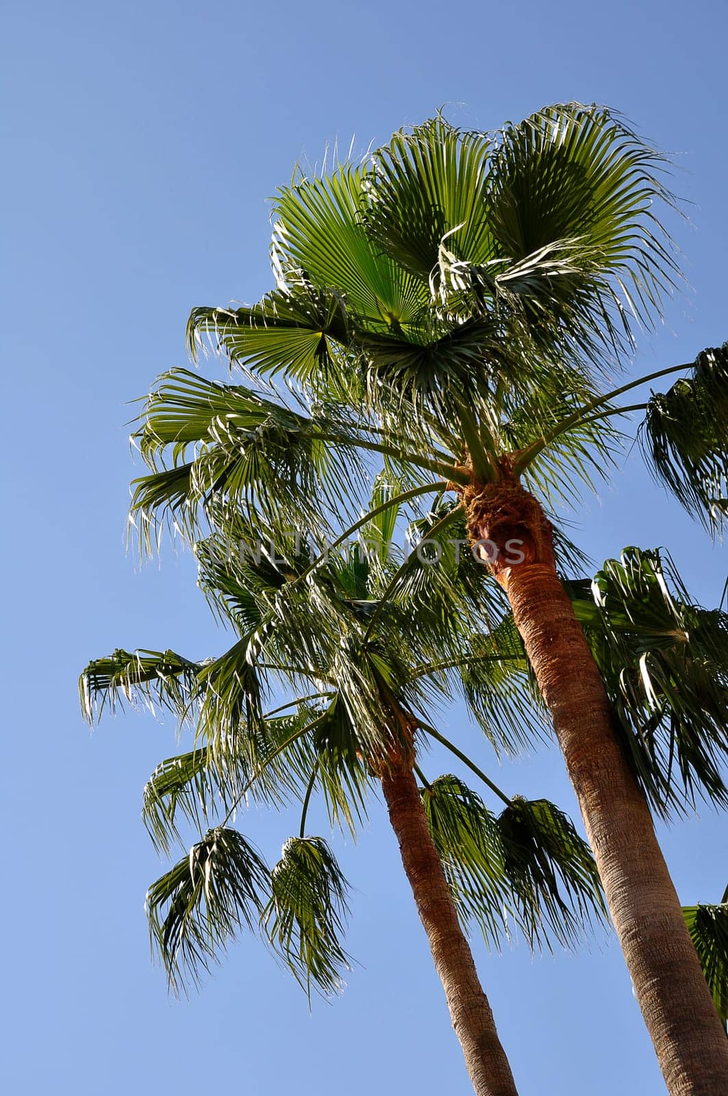 Palm trees