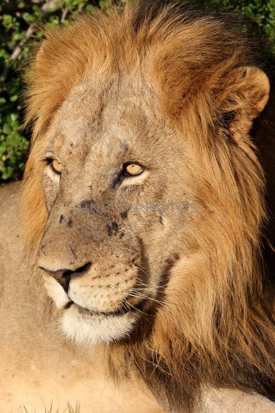 Potrait of a handsome male lion with battle scars on his snout