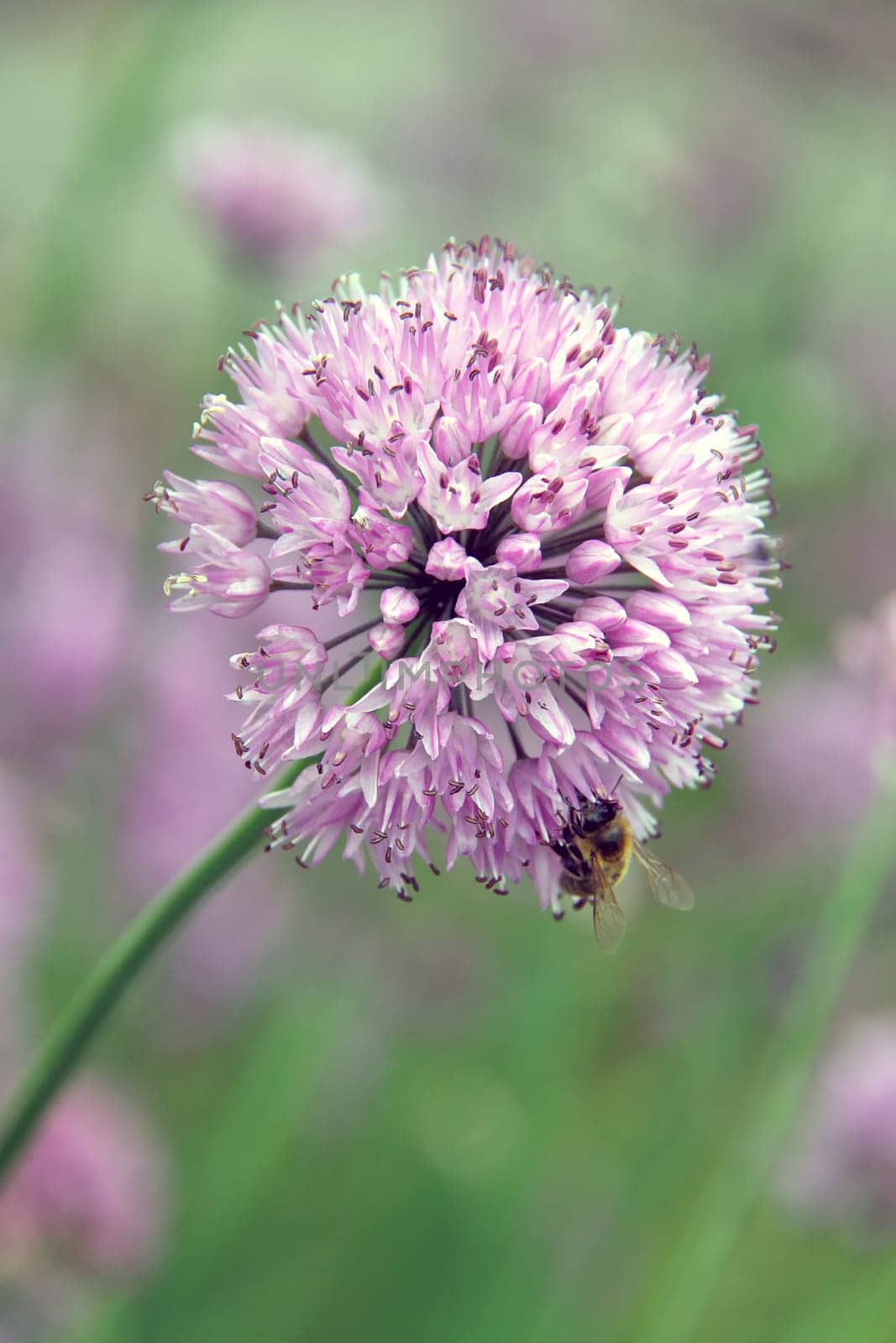 Alllium pyrenaicum [with bee]