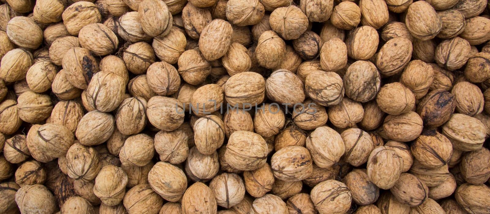 Walnut
