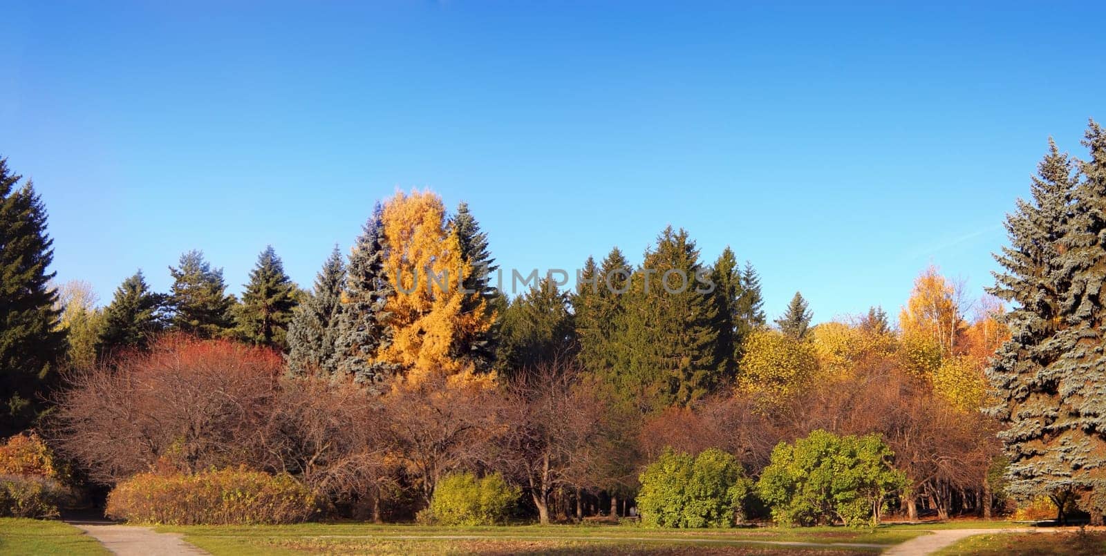 Morning landscape shot in autumn park. Lots of rare plants grow there