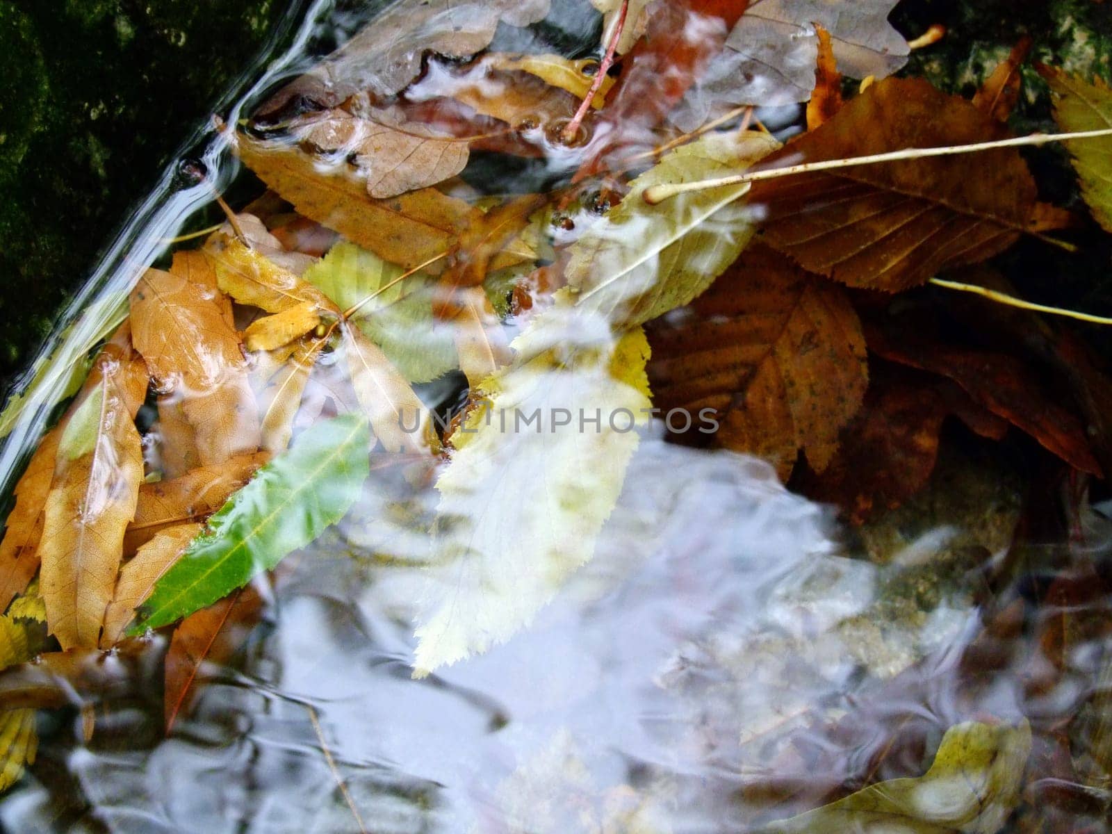 Autumn leaves
