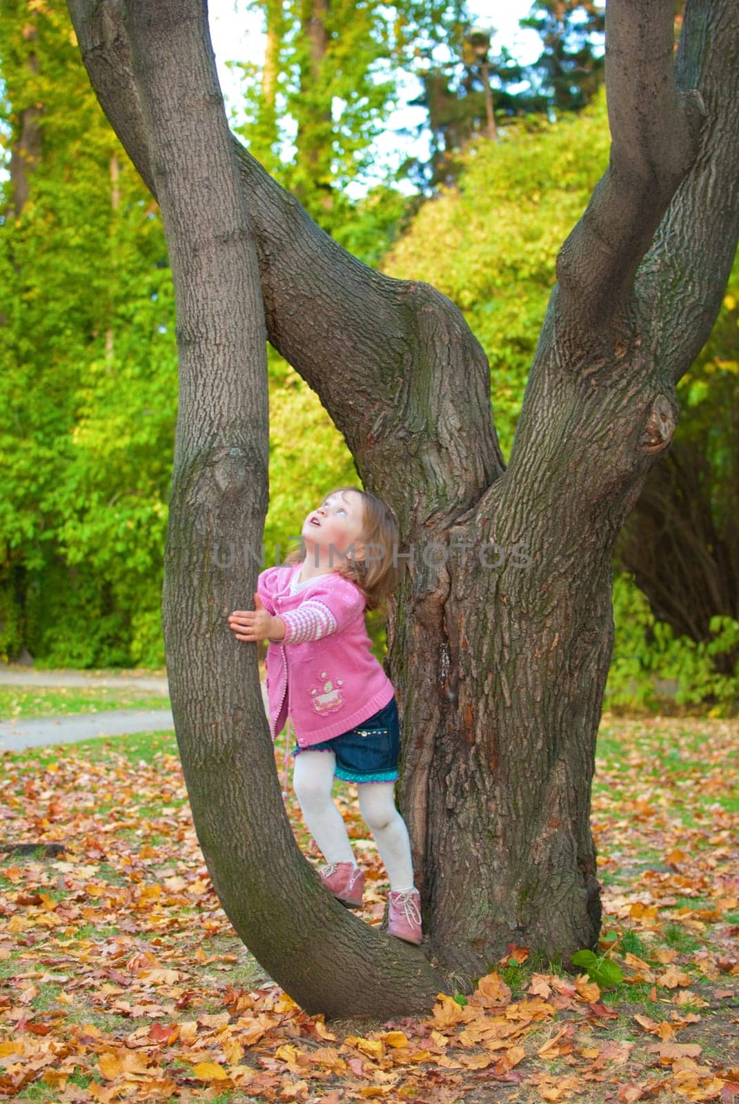 Little girl (3 years old) leaned to a tree and is looking up with surprise. Evening in autumn park