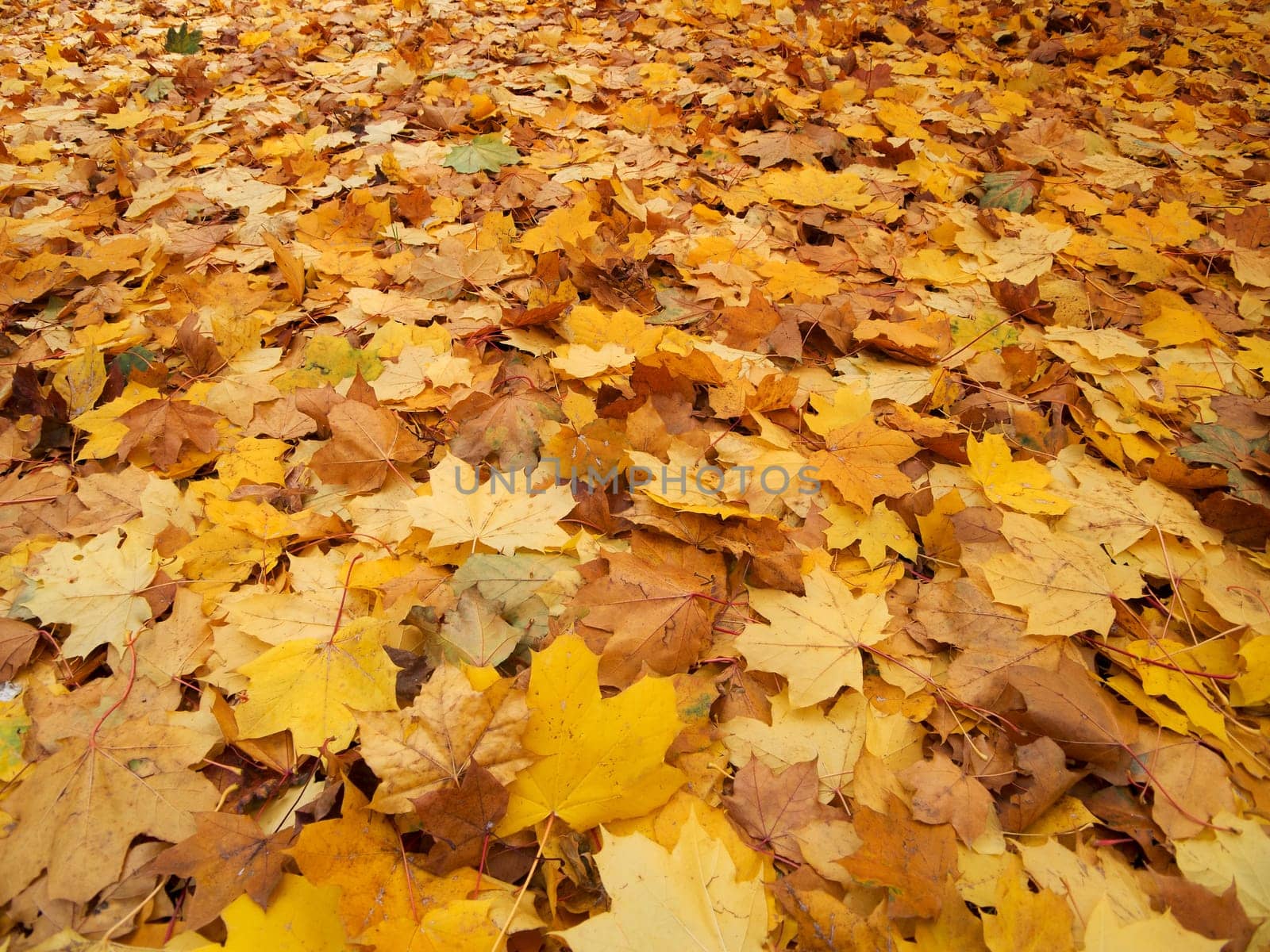 Foliage in autumn,covered ground with colors of nature