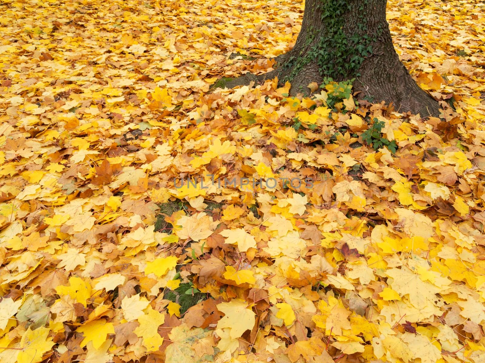 Foliage in autumn,covered ground with colors of nature