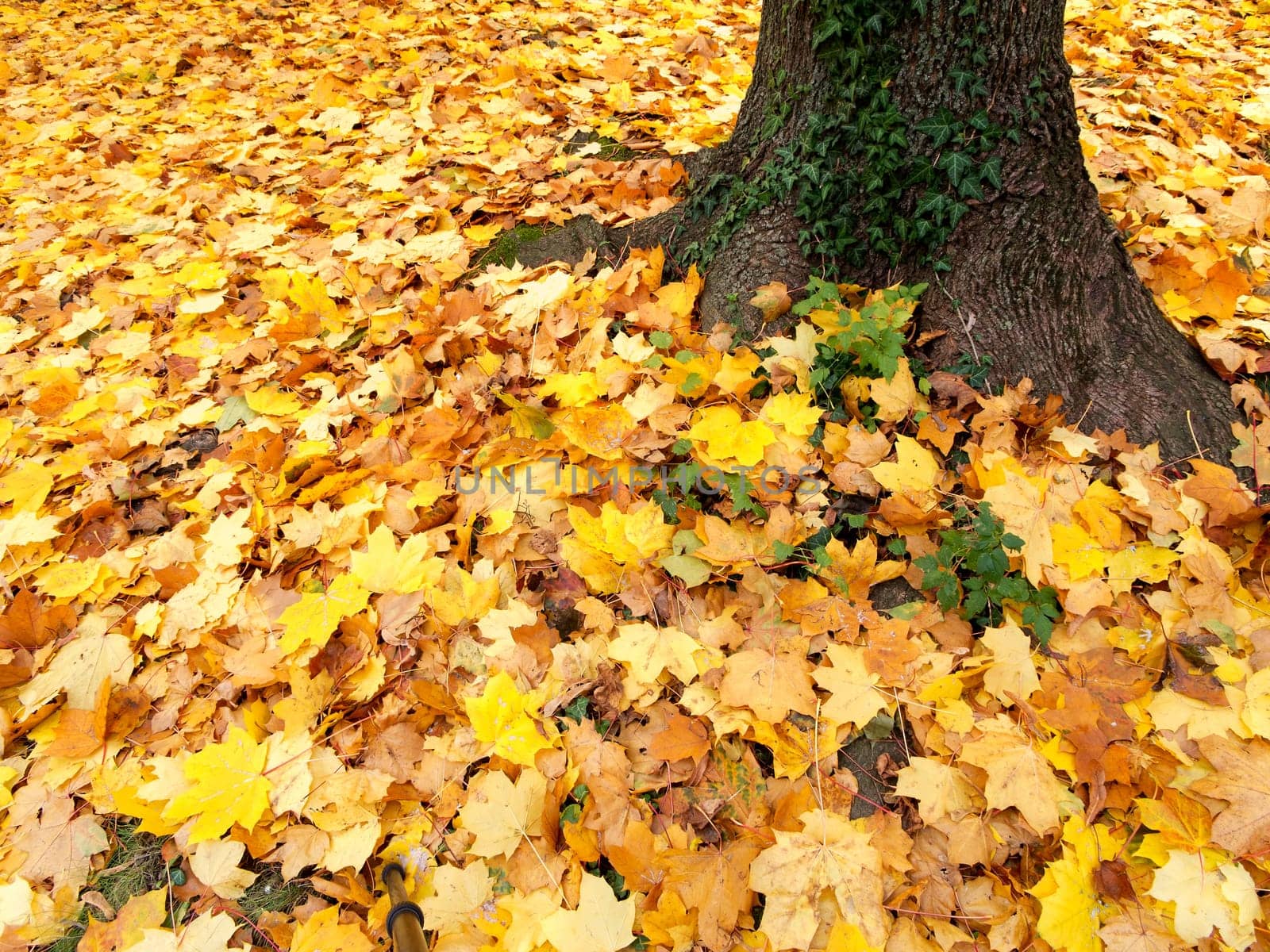 Foliage in autumn,covered ground with colors of nature