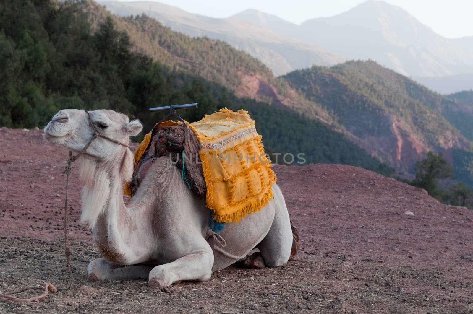 Marrakech - Morocco : Resting Camel Waiting For Tourists In The Atlas Mountains