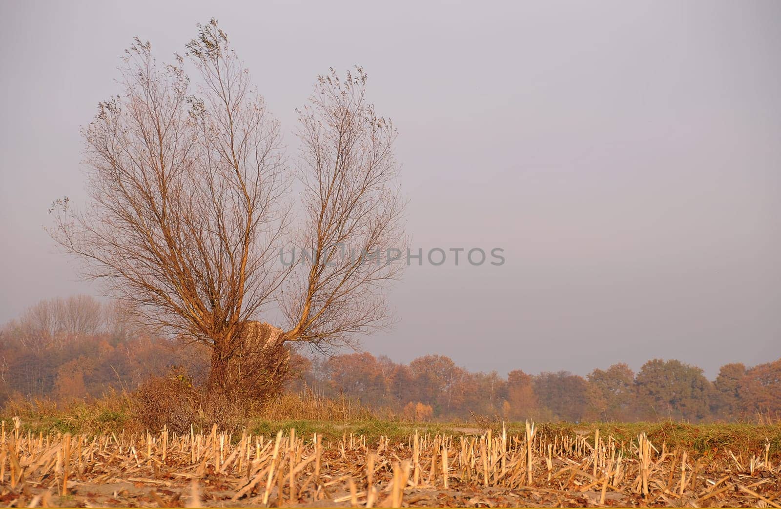 Pollard willow