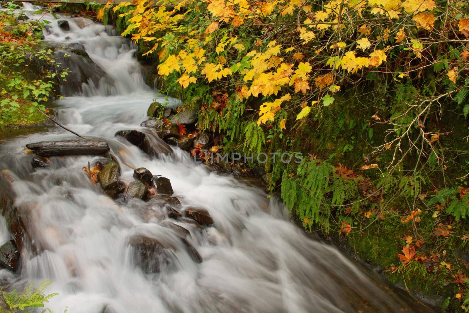 Fall Colors at Wahkeena Falls Waterfall in Columbia River Gorge