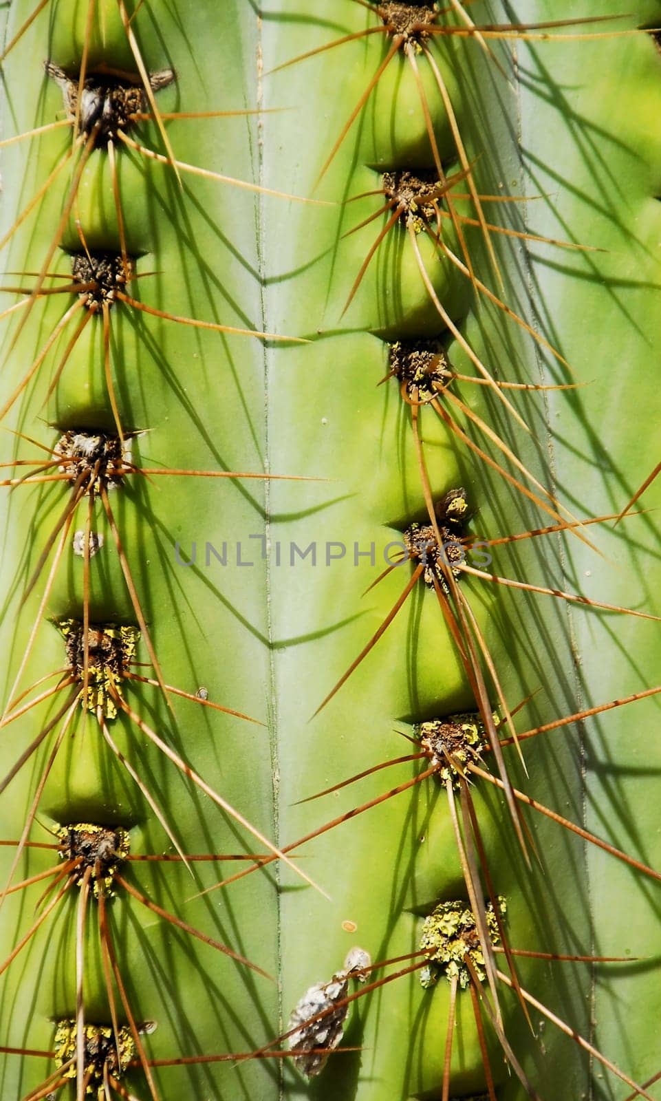 cacti