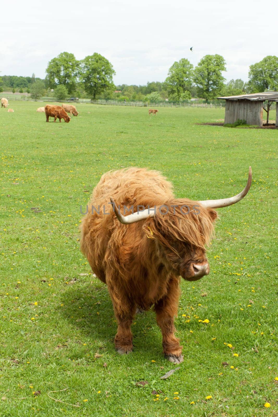 Scottish Highland cattle on pasture with calves