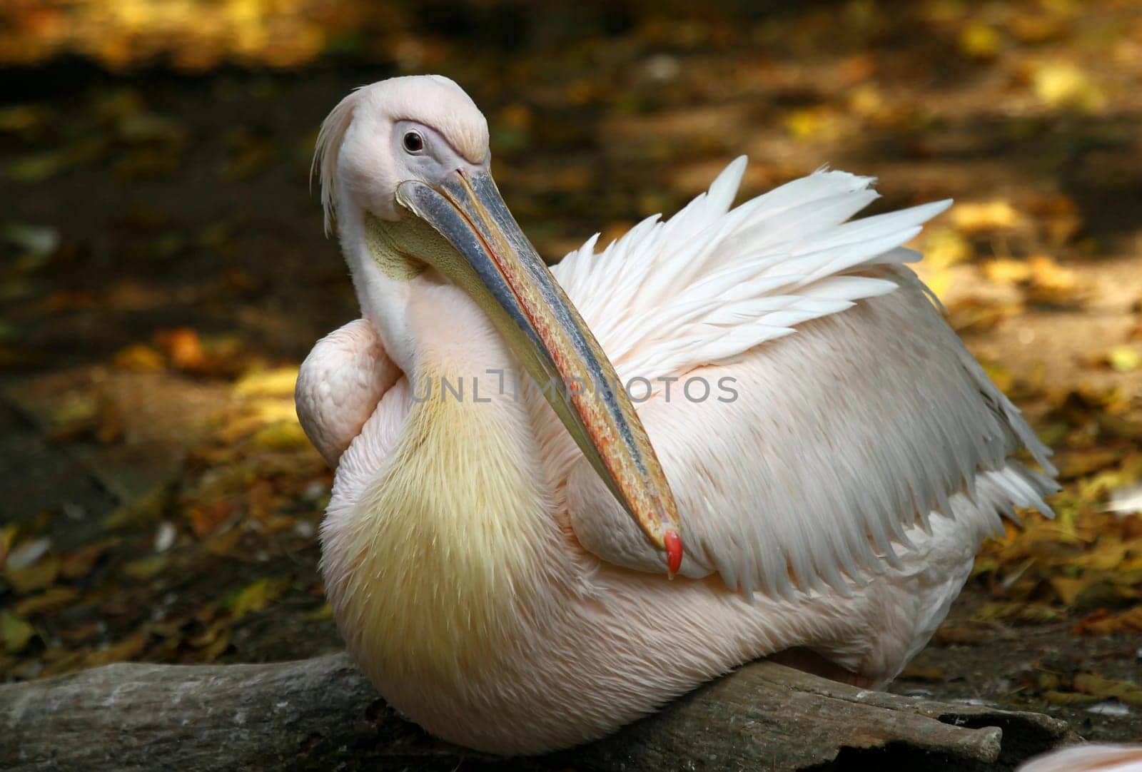 Pelican