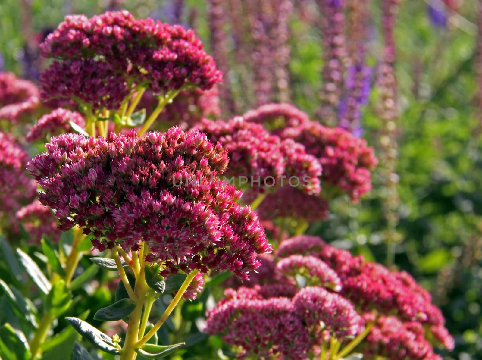 Sedum telephium Autumn Joy