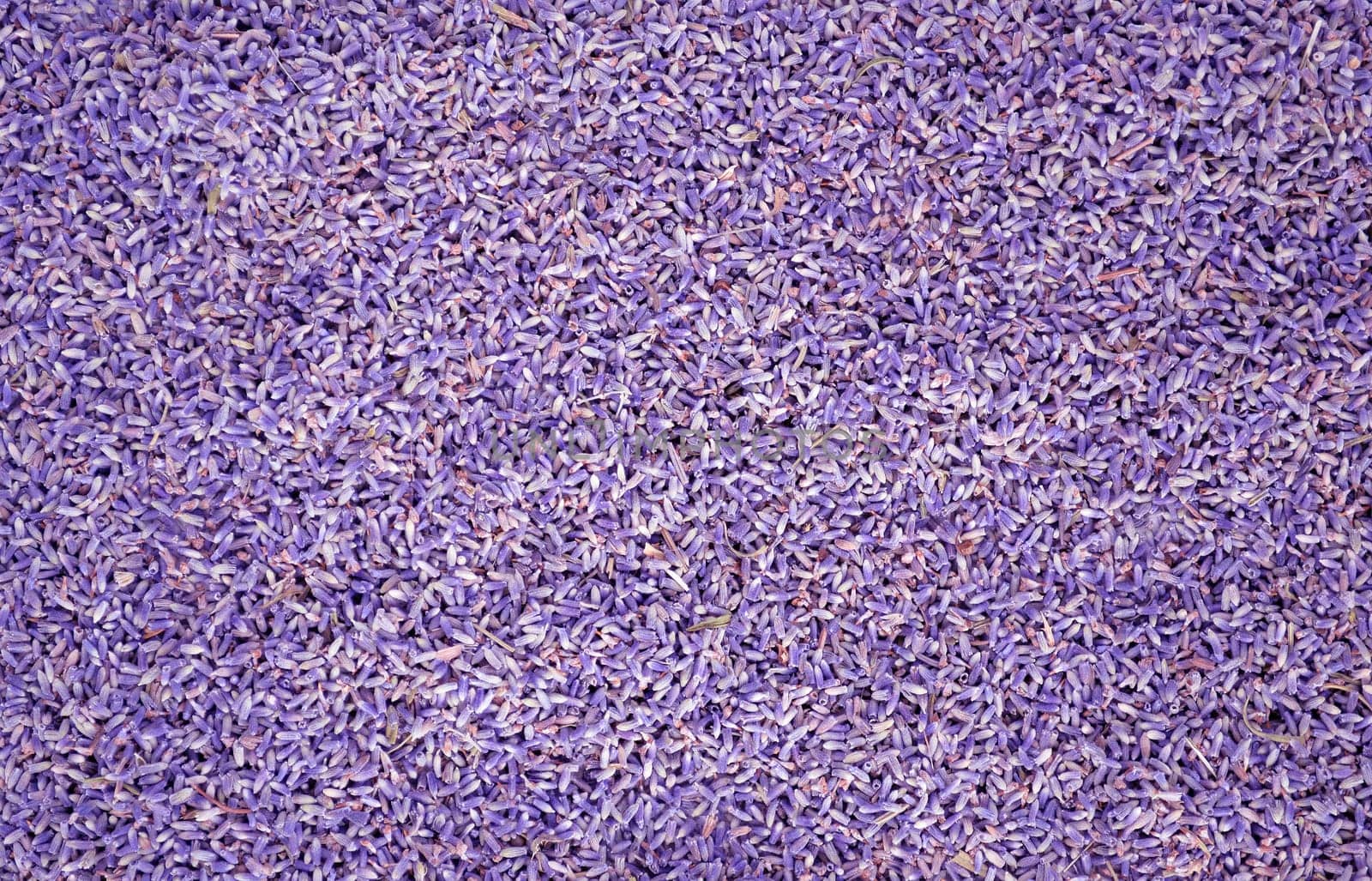Purple colored lavander seeds background or backdrop