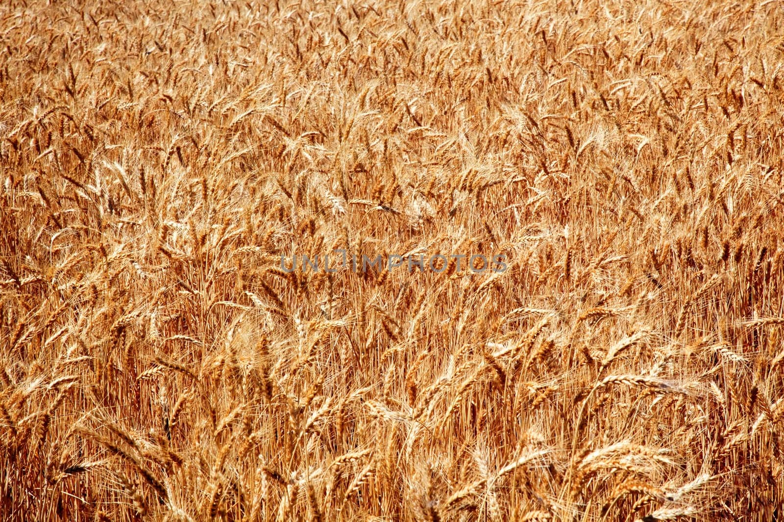 Ripe Wheat Field Ready for Harvest Palouse Washington State Pacific Northwest
