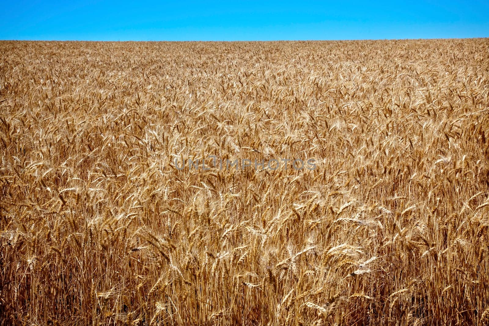 Ripe Wheat Field Ready for Harvest Blue Skies Palouse Washington State Pacific Northwest