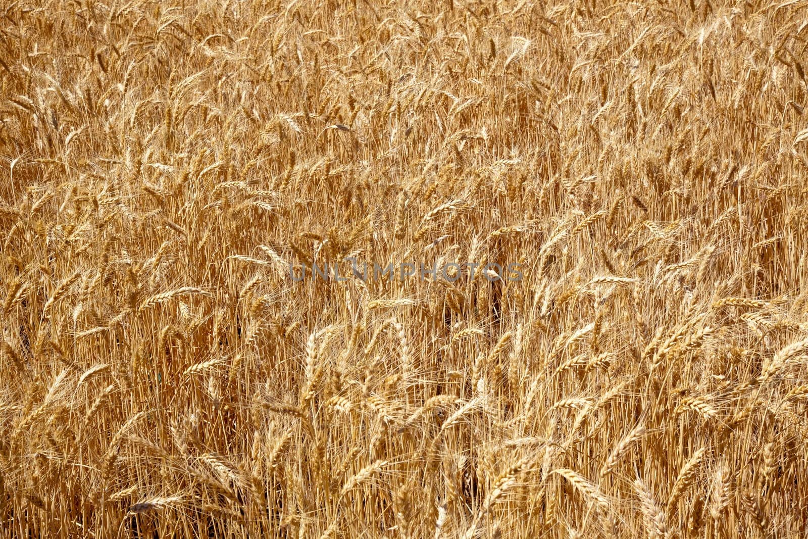 Ripe Wheat Field Ready for Harvest Palouse Washington State Pacific Northwest