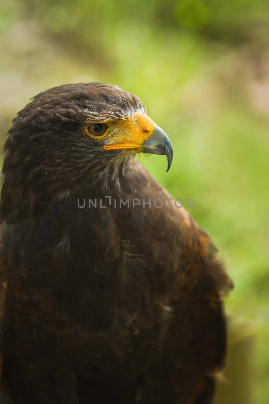 Harris hawk or Parabuteo uninctus in side angle view