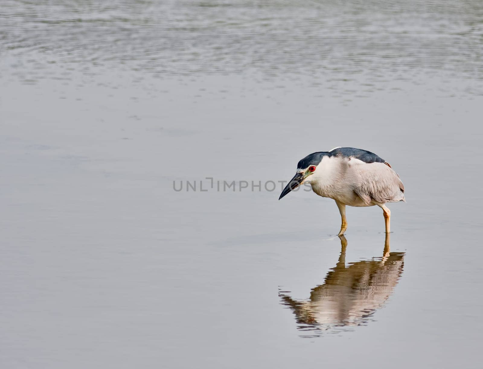 Black-crowned Night Heron wading in the water of a salt marsh